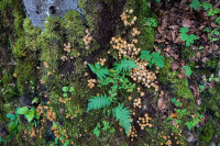 /album/chamey-gruyeres-schweiz-15-september-2025/chamey-gruyeres-15-09-2025-37-jpg/